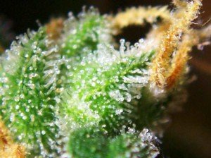These female cannabis flowers are covered in sticky, resin-coated trichomes.