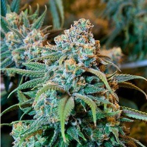 Most Interesting Facts About Marijuana