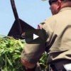 East Texas guerrilla growers busted