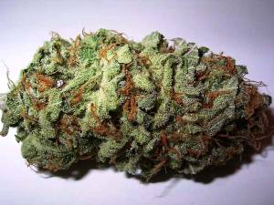 So how likely is a marijuana overdose?